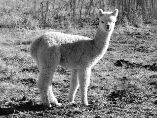 Baby Alpaca